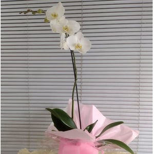 Single-stem orchid plant