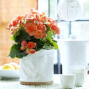 Begonia