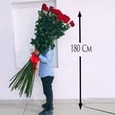 180 cm Extra Tall Red Roses