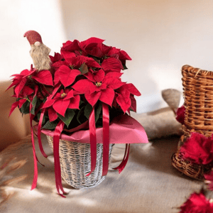Red Poinsettia Christmas Arrangement