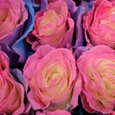 Blumenstrauß 'Ecuador Rosen Zuckerwatte'