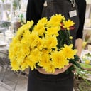 Bouquet of 7 Yellow Bush Chrysanthemums