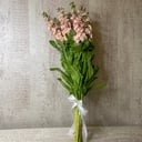 Matthiola beige