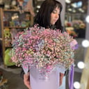 Gypsophila composition