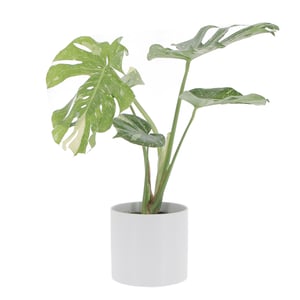 Monstera 2