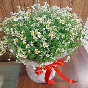 Daisies in a hatbox