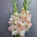 Bouquet of gladioli
