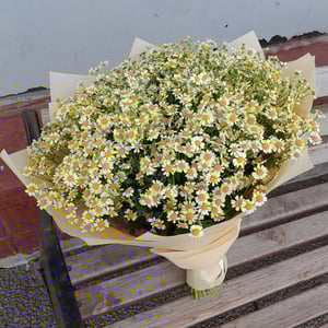 Blumenstrauß '25 busch-Gänseblümchen'