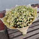 Ramo '25 margaritas arbustivas'