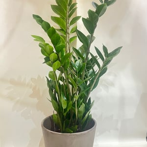 Zamioculcas Zamiifolia im Topf - groß