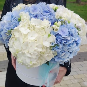 Blumenbox 'Hydrangea composition'