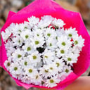 Bouquet of 7 Chrysanthemums