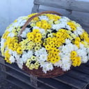 Flower basket 'Bush chrysanthemum in a basket'
