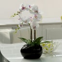 Orchidee Phalaenopsis mit 2 Stielen