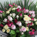 Ramo 'Ventilador favorito'