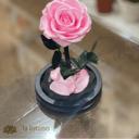 Pink Eternal rose in glass dome