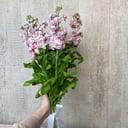 Blumenstrauß 'Matthiola'