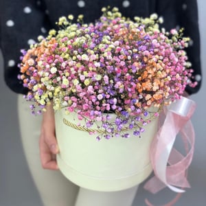 Gypsophila arcoíris en una caja
