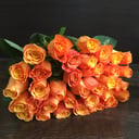 31 orange rose 60 cm