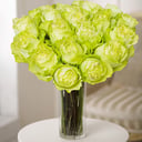 20 Green Roses