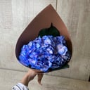 Hydrangea blue