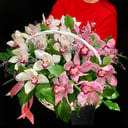 Orchids for your beloved