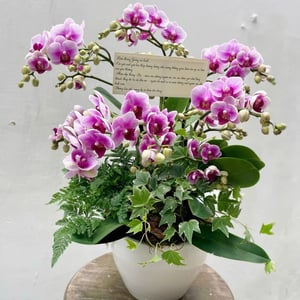 Garden of Orchid