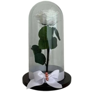 Weiße Ewige Rose in einer Glaskuppel