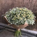 Chamomile and gypsophila