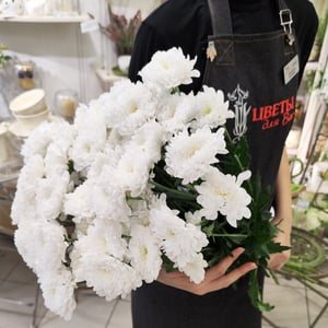 Bouquet of 7 White Bush Chrysanthemums