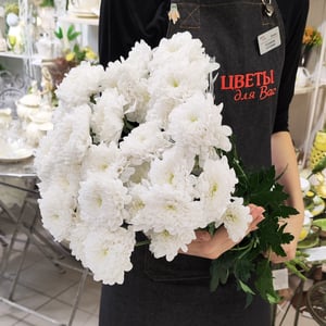 Bouquet of 5 White Bush Chrysanthemums