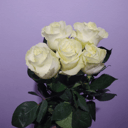 Ramo de 5 Rosas Blancas Ecuador