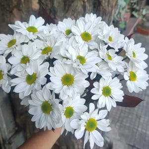 Bouquet 'Buque de margarita'