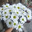 Bouquet 'Buque de margarita'