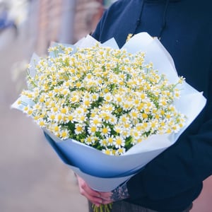 Bouquet of field matricaries