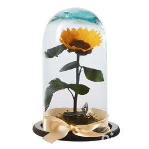 Everlasting sunflower or preserved bloom