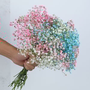 Bouquet of delicate gypsophila