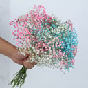 Bouquet of delicate gypsophila