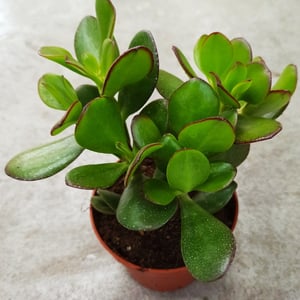 Crassula ovata