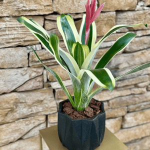 Bromeliads with flowerpot