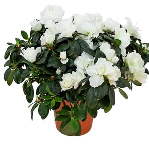 Azalea white