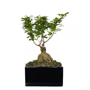 Bonsai tree in ceramic pot
