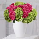 Tropical holidays (Extra): Pink and green hydrangeas