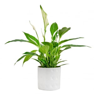 Spathiphyllum Wallisii in ceramic pot