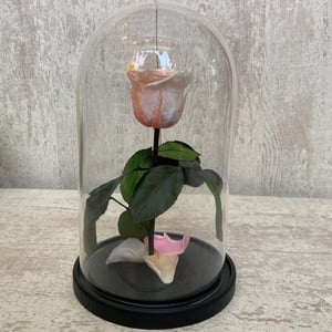 Zarte Rose in einer Flasche