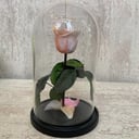 Zarte Rose in einer Flasche