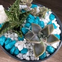 Florarium with a composition of succulents