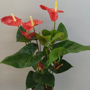 Anthurium red