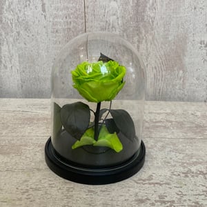 Green rose in a flask