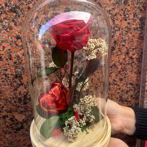 Pink-Red Preserved Dome